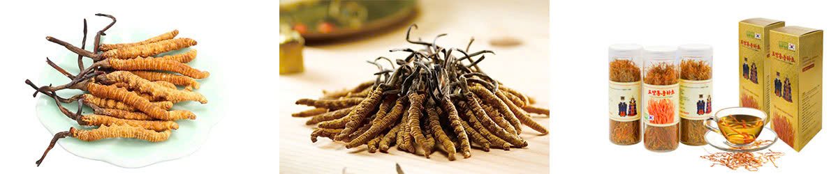Đông Trùng Hạ Thảo