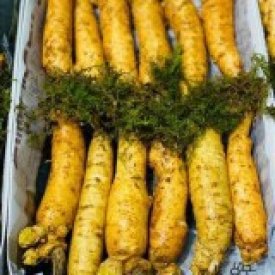 SÂM TRỌC 12-15-16 CỦ 1 KG