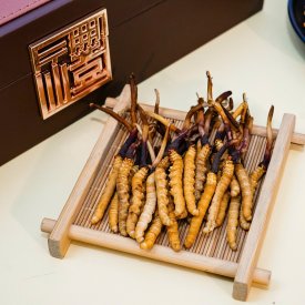 Đông Trùng Hạ Thảo Tươi 0,8g 1con