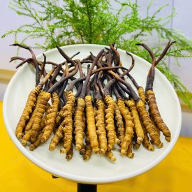 Đông Trùng Hạ Thảo Tươi 1g 1con