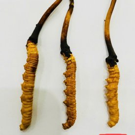 Đông Trùng Hạ Thảo Tươi 1.2g 1con