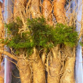 SÂM TƯƠI HÀN QUỐC LOẠI 8 CỦ 1 KG
