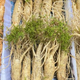 SÂM TƯƠI HÀN QUỐC LOẠI 9-10 CỦ 1 KG