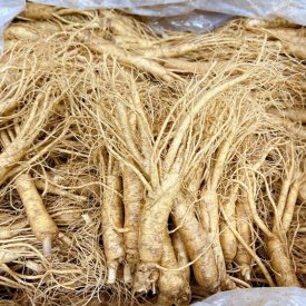 SÂM TƯƠI HÀN QUỐC LOẠI 15-16 CỦ 1 KG