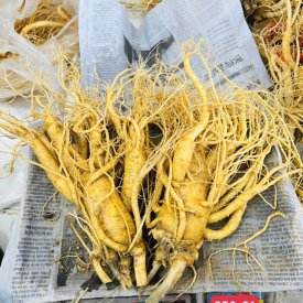 KHAY SÂM TƯƠI HQ 2 CỦ TỪ 800GR ĐẾN 950GR