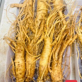 SÂM TƯƠI HÀN QUỐC LOẠI 7 CỦ 1 KG