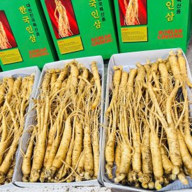 SÂM TƯƠI HÀN QUỐC LOẠI 18-25 CỦ 1 KG