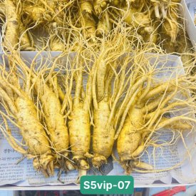 SÂM TƯƠI HÀN QUỐC LOẠI 5 CỦ 1 KG