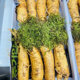 SÂM TRỌC 8-9-10 CỦ 1 KG