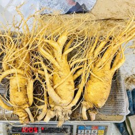 SÂM TƯƠI HÀN QUỐC LOẠI 3 CỦ 1 KG