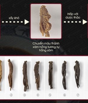 Bạch Sâm - Hồng sâm - Hắc Sâm