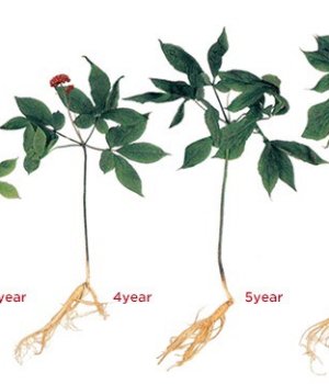 Quy trình để có một củ nhân sâm Hàn Quốc chất lượng 
